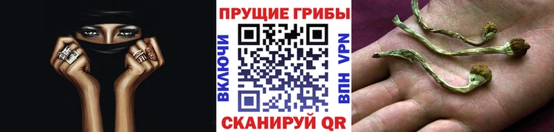 Галлюциногенные грибы Psilocybe  Протвино 