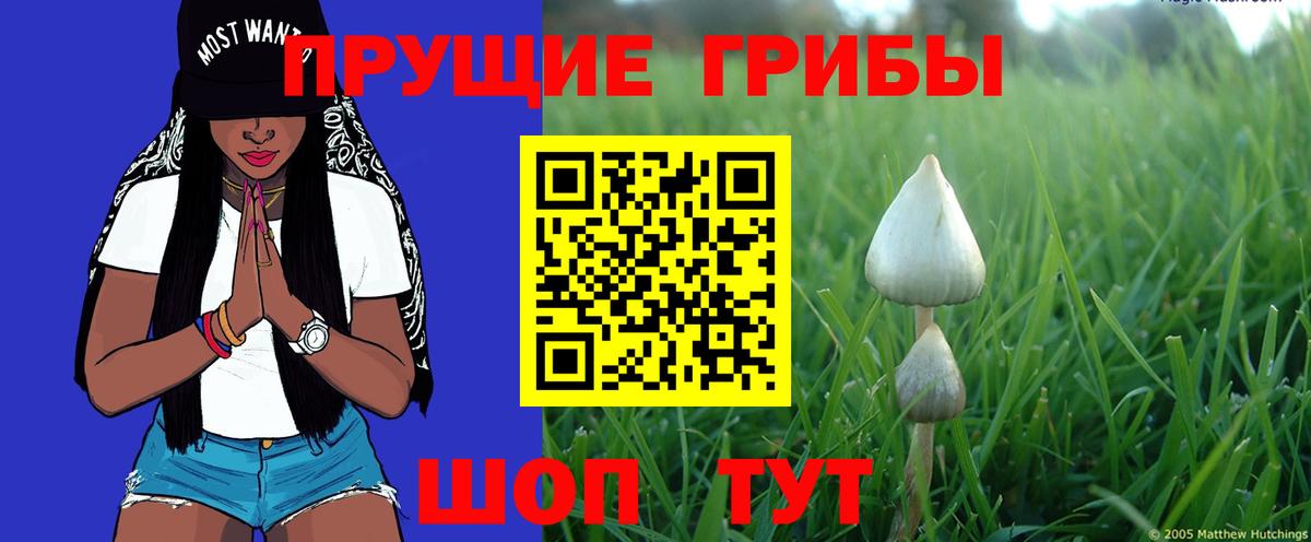 Галлюциногенные грибы Cubensis Протвино